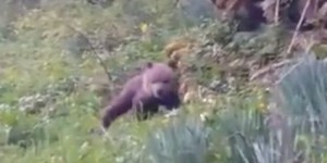 VIDEO. Pyrénées : une oursonne orpheline cherche sa mère désespérément