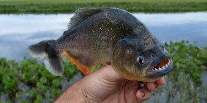 Vosges : un pêcheur mordu par un piranha 
