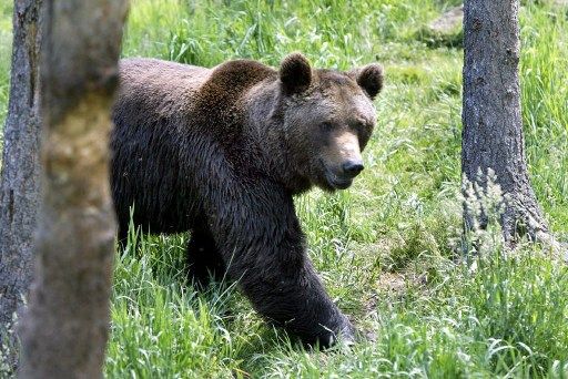 Faut-il remplacer l’ours Balou dans les Pyrénées ?