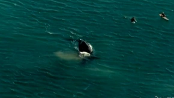 VIDEO. Australie : quand une baleine se mêle aux surfeurs