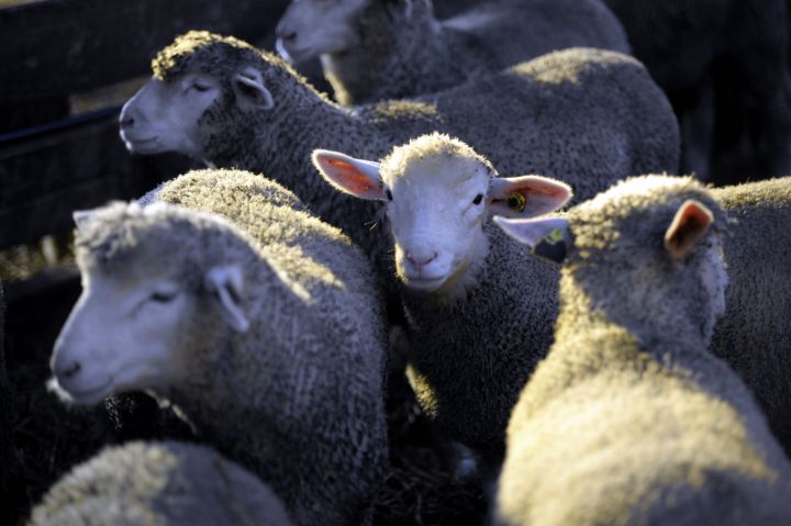 Isère : des centaines de brebis se tuent en sautant une barre rocheuse