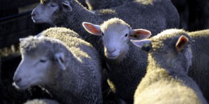 Isère : des centaines de brebis se tuent en sautant une barre rocheuse