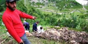 Isère : effrayées par un loup, 350 brebis se tuent