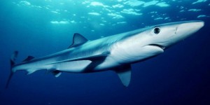 VIDEO. Barcelone : six plages rouvrent après une alerte aux requins