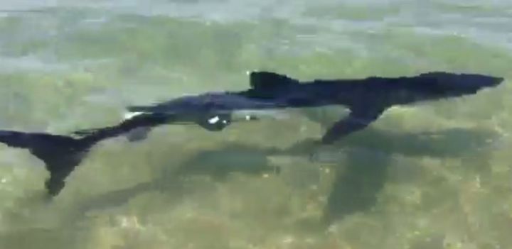 VIDEO. « Nous avons vu le requin bleu » en Corse