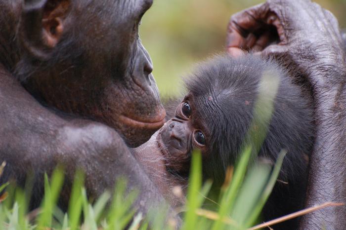 Zoo de Romagne : naissance en captivité d'un bébé bonobo