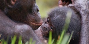 Zoo de Romagne : naissance en captivité d'un bébé bonobo