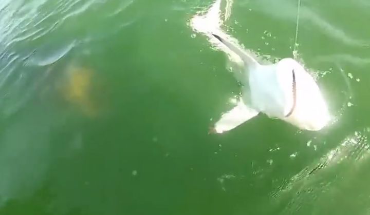 VIDEO. Etats-Unis : un poisson préhistorique avale un requin