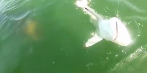 VIDEO. Etats-Unis : un poisson préhistorique avale un requin