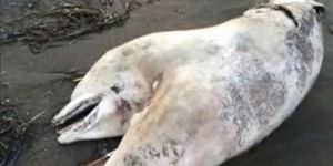 VIDEO. Turquie : un dauphin à deux têtes s'échoue sur une plage