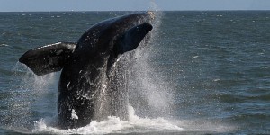 Environnement : pas de sanctuaire pour les baleines dans l'Atlantique sud