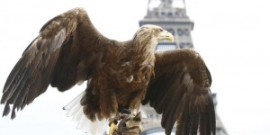 VIDEO. Un aigle dans le ciel parisien : un avant-goût de liberté