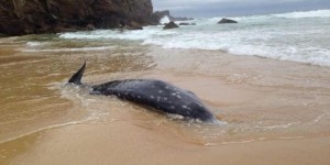 Australie : une baleine à bec, espèce rare de cétacé, s'échoue sur une plage