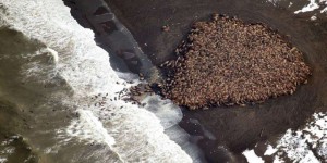 VIDEOS. Alaska : 35 000 morses s'échouent à cause de la fonte des glaces de l'Arctique