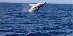Une baleine à bosse fait son show près des côtes basques