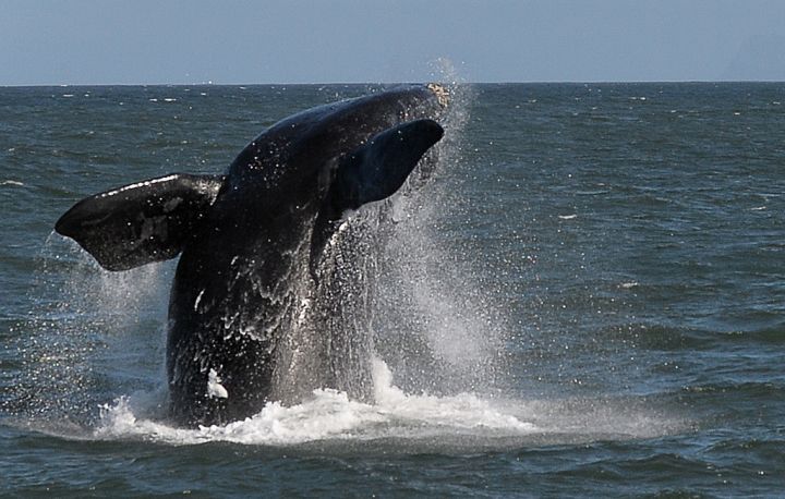 Camargue : le cadavre d'une baleine s'échoue sur la plage