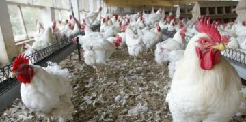 Grippe aviaire : le virus s'étend au Nord de l'Europe 