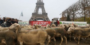 EN IMAGES. La manifestation anti-loup des bergers à Paris