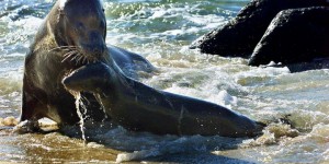 Pérou : 500 lions de mer retrouvés morts sur la côte