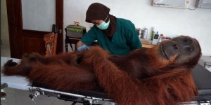 Indonésie : un orang-outan meurt criblé de plus de 40 balles