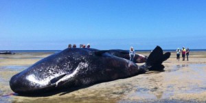 VIDEO. Australie : six cachalots meurts échoués sur une plage