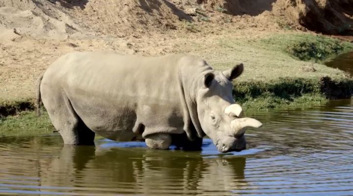 VIDEO. Il ne reste plus que 5 rhinocéros blancs du nord dans le monde