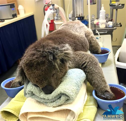 Australie : «Jeremy», le koala sauvé des flammes, a retrouvé la nature