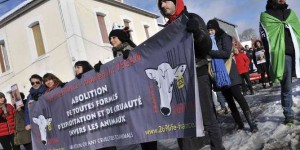 Limousin : tension autour du projet de ferme des Mille Veaux