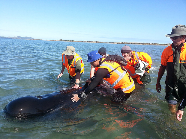 Nouvelle-Zélande : près de 200 baleines s'échouent sur une plage