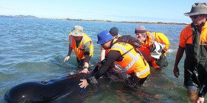 Nouvelle-Zélande : près de 200 baleines s'échouent sur une plage