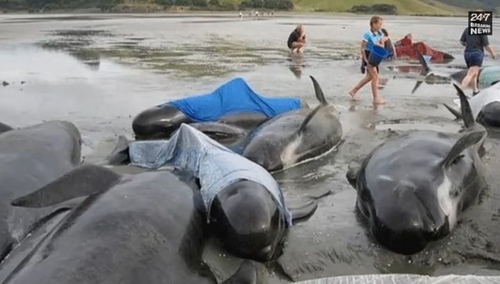  VIDEO. Nouvelle-Zélande : la moitié des 200 baleines échouées sont mortes