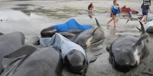  VIDEO. Nouvelle-Zélande : la moitié des 200 baleines échouées sont mortes