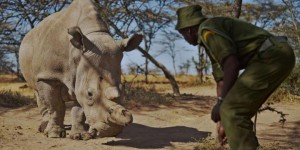 VIDEOS. Kenya : l'extinction programmée des rhinocéros blancs du Nord