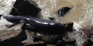 Australie : douze baleines s'échouent dans un port et meurent