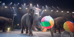 Un célèbre cirque américain renonce aux numéros d'éléphants
