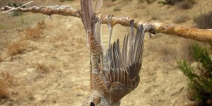 Chypre : deux millions d'oiseaux migrateurs braconnés à l'automne dernier