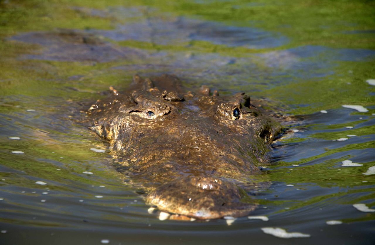 Crète : mort du crocodile apparu dans un lac l'été dernier