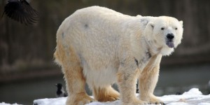 Svalbard : un ours polaire blesse un touriste venu voir l'éclipse
