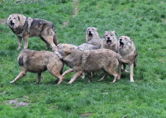 Alpes-Maritimes : des loups attaquent un troupeau près d'un village