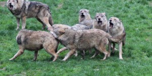 Alpes-Maritimes : des loups attaquent un troupeau près d'un village