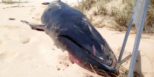 Australie : un spécimen rare de baleine échoué va faire la joie des scientifiques 