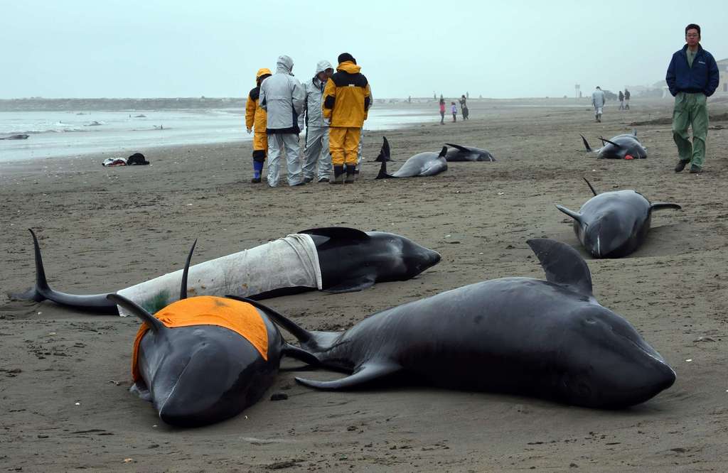 EN IMAGES. Japon : 150 dauphins s'échouent sur une plage