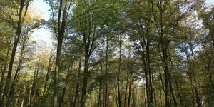 Morvan : au nom de la biodiversité, un commando détruit 5 ha de forêt 