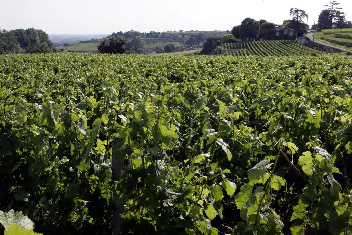 Pesticides : la famille d'un viticulteur porte plainte pour «homicide involontaire»
