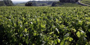 Pesticides : la famille d'un viticulteur porte plainte pour «homicide involontaire»
