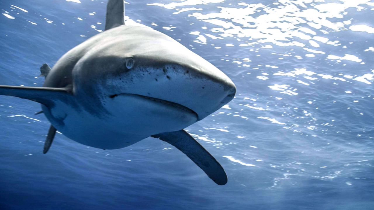 La Réunion : la pêche aux requins autorisée dans la réserve naturelle