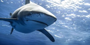 La Réunion : la pêche aux requins autorisée dans la réserve naturelle
