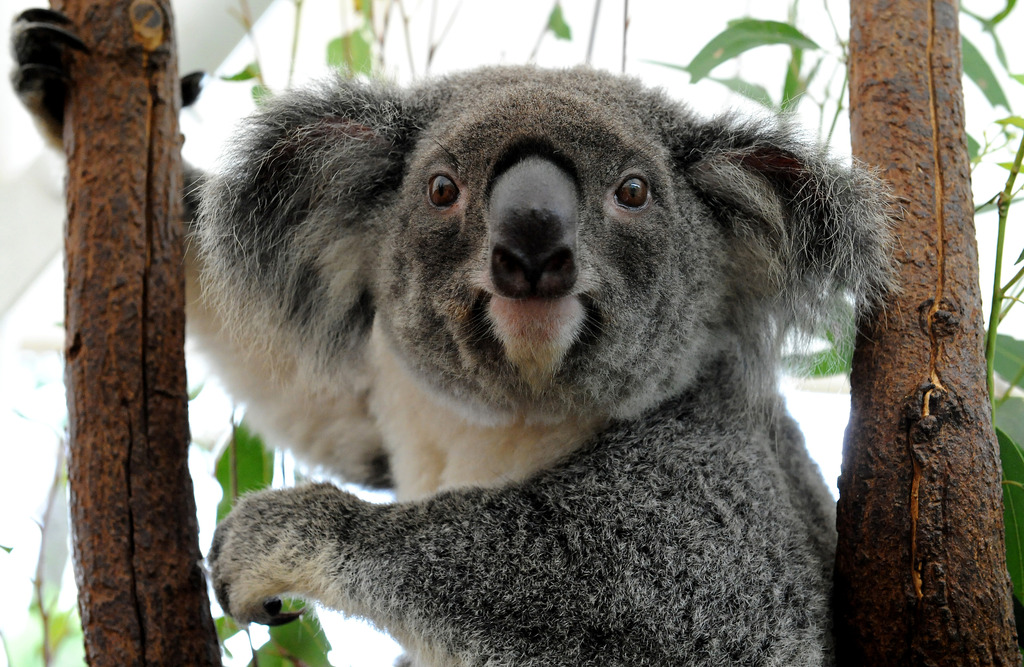 Australie : l'Etat du Queensland va déclarer le koala espèce vulnérable