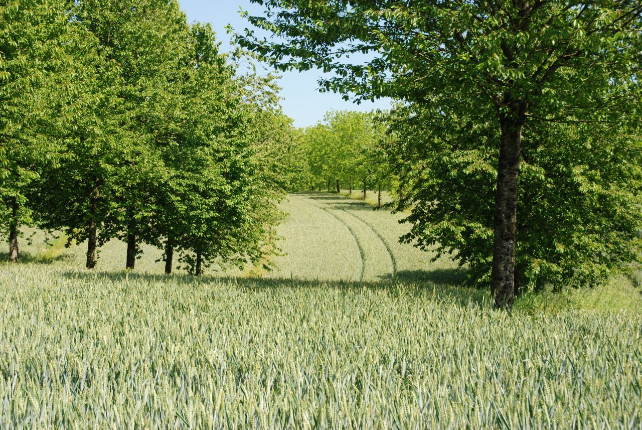Agroforesterie : la prochaine révolution agricole passera-t-elle par les arbres ?