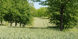 Agroforesterie : la prochaine révolution agricole passera-t-elle par les arbres ?